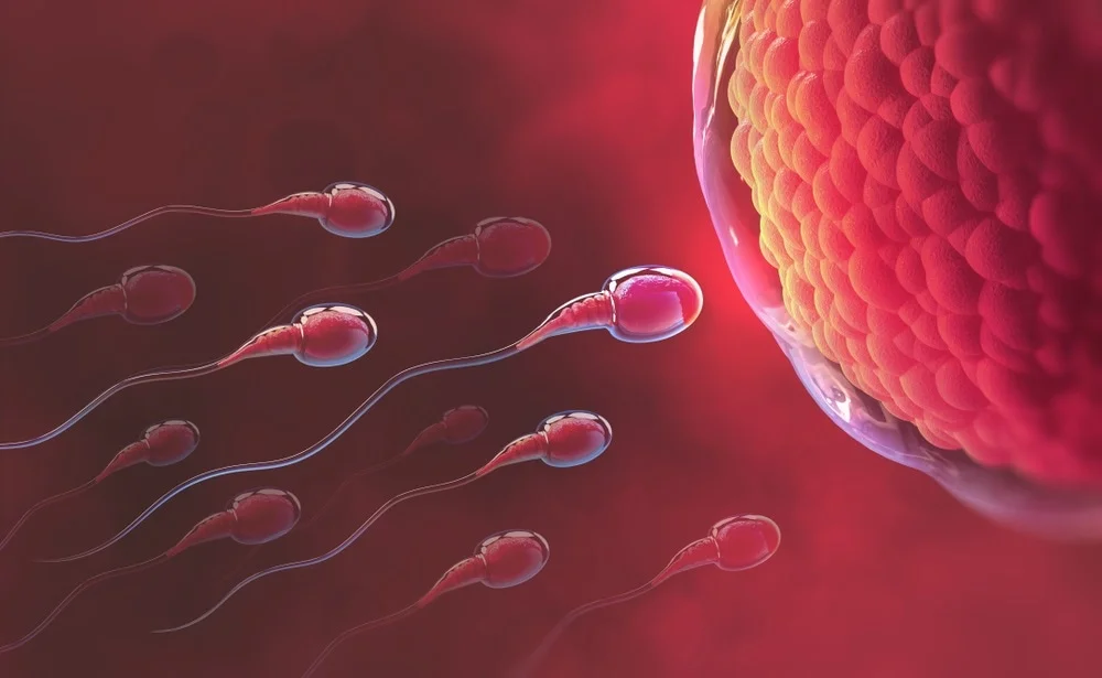 Read more about the article Male Infertility, Causes, Diagnosis, and Treatment Options